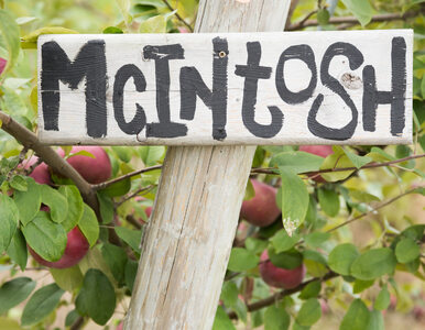 Słynna farma wystawiona na sprzedaż. Tam powstała kultowa odmiana jabłek